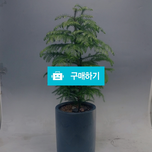 아라우카리아 (다크그레이 도기화분 완성분)/크리스마스트리(무료배송) / 가든앤테라스 / 디비디비 / 구매하기 / 특가할인