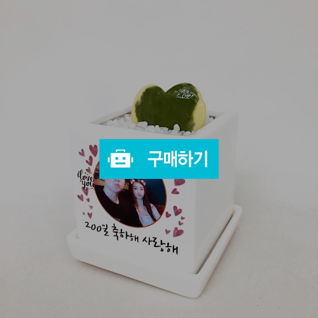 커스텀 기념일 포토 미니화분 / 미포님의 스토어 / 디비디비 / 구매하기 / 특가할인