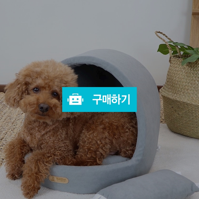 개과천선 케이브 강아지 집 하우스 고양이 동글이하우스 사계절용 / 개과천선 / 디비디비 / 구매하기 / 특가할인