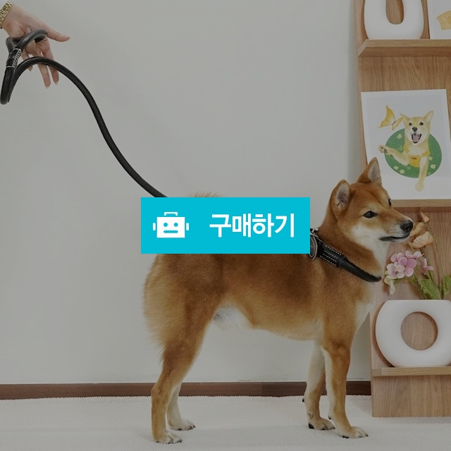 개과천선 강아지 레더 리드줄 방수 고급 애견 프리미엄 튼튼한 가죽 목줄 산책줄 / 개과천선 / 디비디비 / 구매하기 / 특가할인