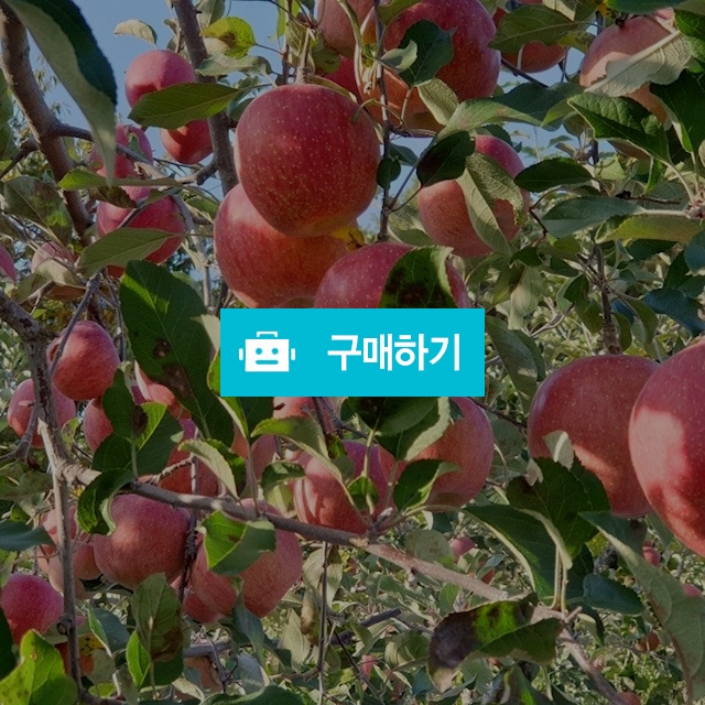 후지 부사(30~35과) / 동원농장님의 스토어 / 디비디비 / 구매하기 / 특가할인