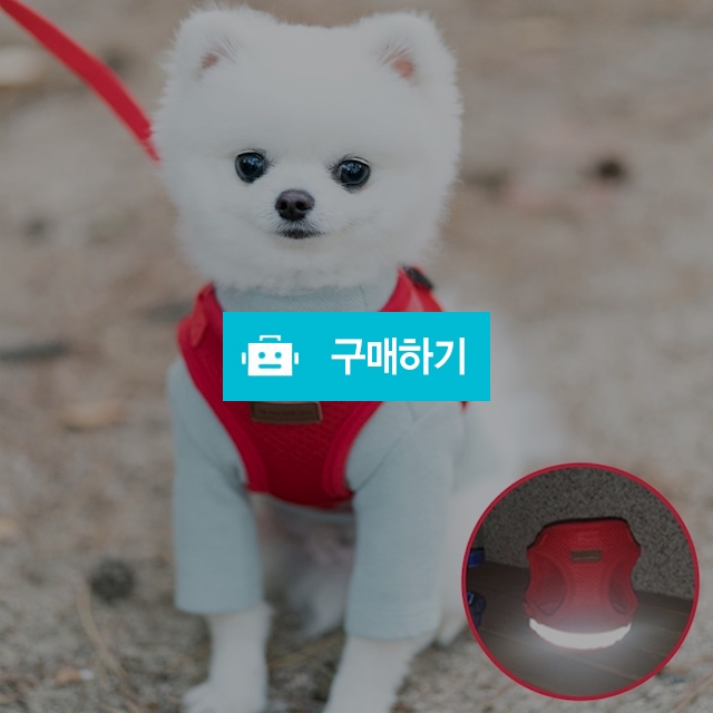 미즈펫 강아지 하네스 가슴줄 리드줄 레드 / 지앤비스토어님의 스토어 / 디비디비 / 구매하기 / 특가할인