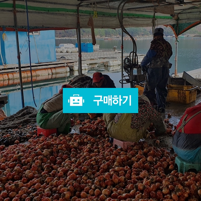 남해안 활멍게2K / fisherdream님의 스토어 / 디비디비 / 구매하기 / 특가할인