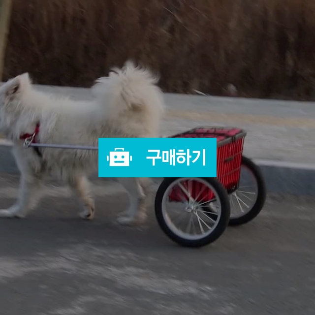 ﻿너도일해라 파트라슈 강아지 수레 대형견모델 / 트렌디N / 디비디비 / 구매하기 / 특가할인