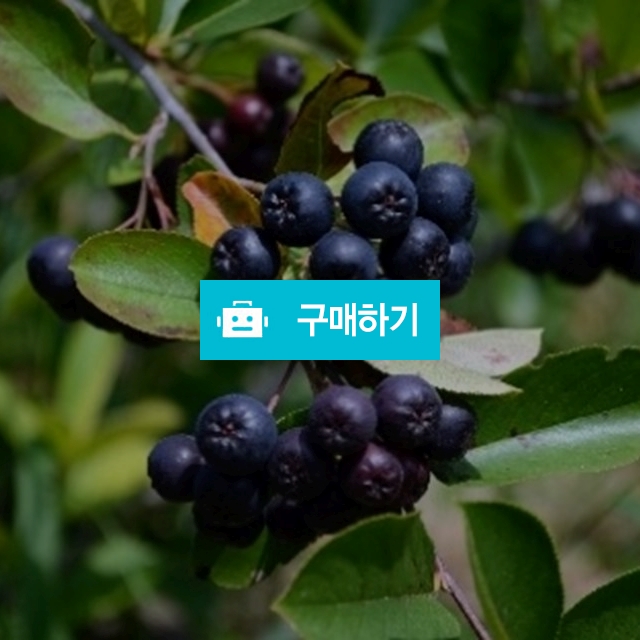 명품 아로니아 100%원액 즙 30포 / 베리골마켓 / 디비디비 / 구매하기 / 특가할인