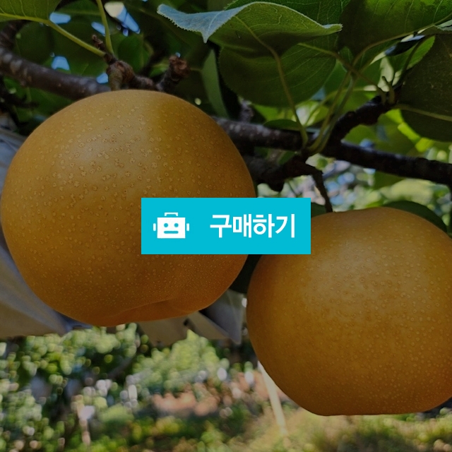 나주배 / 건강하리 굼벵이명소 농장입니다 / 디비디비 / 구매하기 / 특가할인