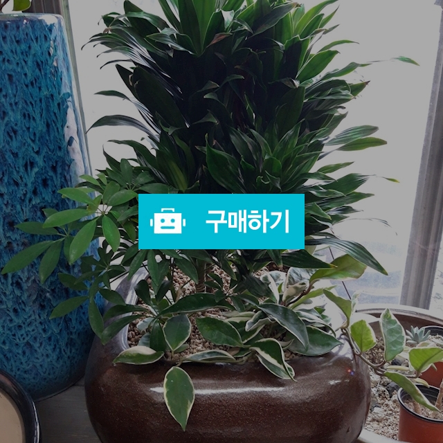 콤펙타 / 키스앤플라워님의 스토어 / 디비디비 / 구매하기 / 특가할인