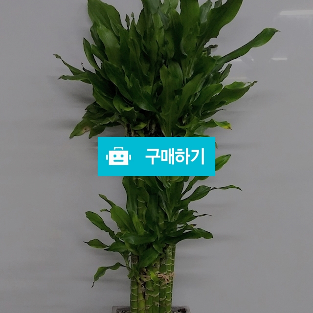 황금죽 시멘분 / 식물판매장 플라워스토리 / 디비디비 / 구매하기 / 특가할인