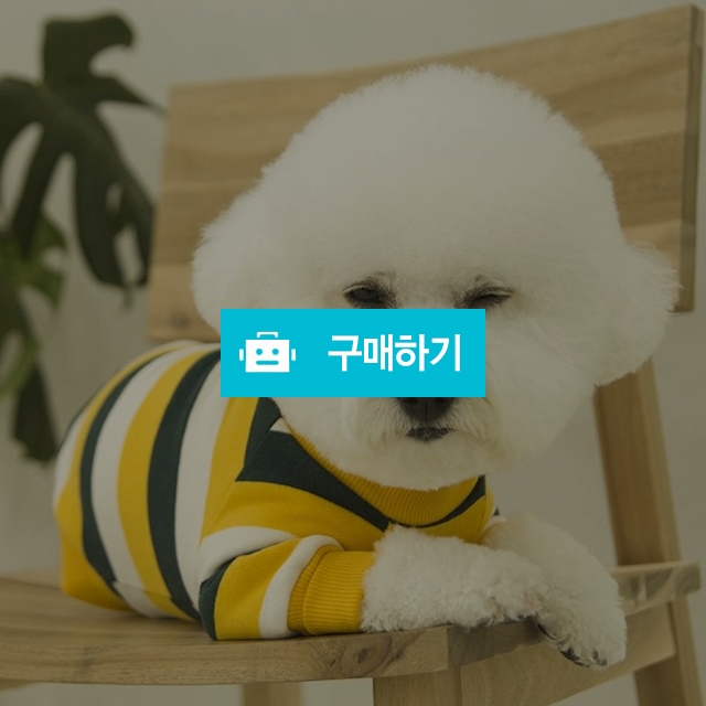 데일리 강아지 맨투맨 _ 옐로우 / 퍼피온님의 스토어 / 디비디비 / 구매하기 / 특가할인