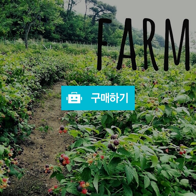 복분자! 피 땀 눈물! 내 마지막 복분자! 모두 다 가져가아아아 유기농 복분자 할인합니다^^ / zzangsubsub님의 스토어 / 디비디비 / 구매하기 / 특가할인