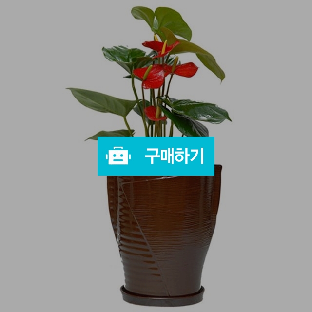 안스륨 새집증후군 화분추천 악취제거효과 생신축하 집들이선물  / 젠틀맨꽃배달 / 디비디비 / 구매하기 / 특가할인
