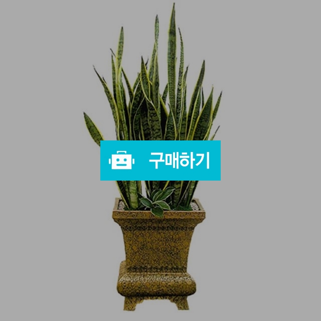 산세베리아4호 공기청정식물 실내관엽식물 집들이화분 화분배달 전국 꽃배달서비스  / 젠틀맨꽃배달 / 디비디비 / 구매하기 / 특가할인