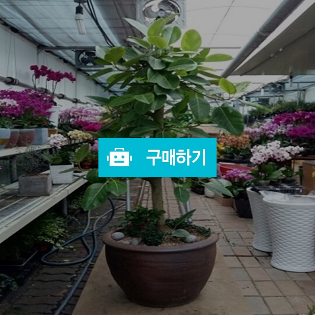 뱅갈고무나무 / 엔젤플라워 / 디비디비 / 구매하기 / 특가할인
