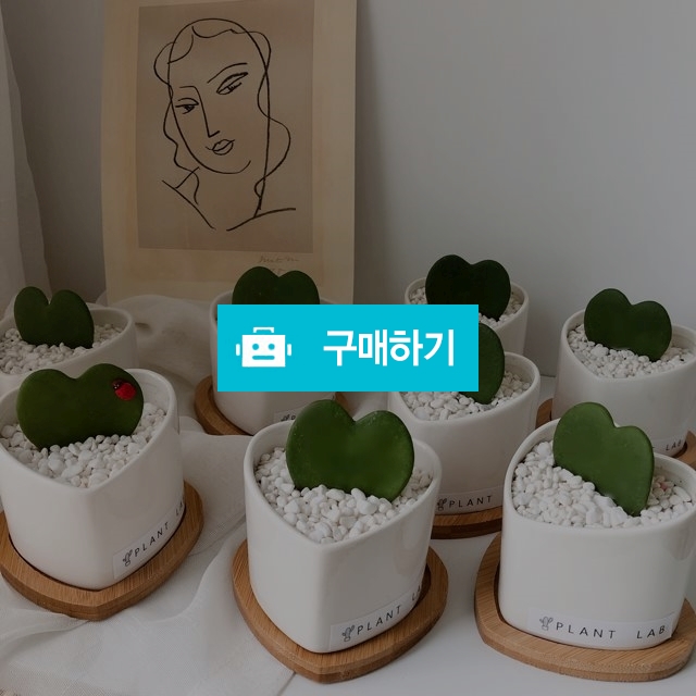 하트화분 하트호야 선인장 호야케리 / 플랜트랩님의 스토어 / 디비디비 / 구매하기 / 특가할인