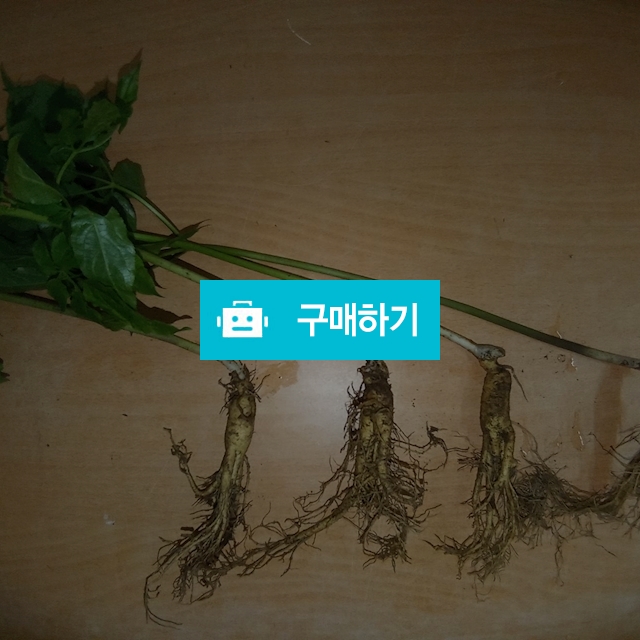 장뇌삼 / 산삼나라 / 디비디비 / 구매하기 / 특가할인