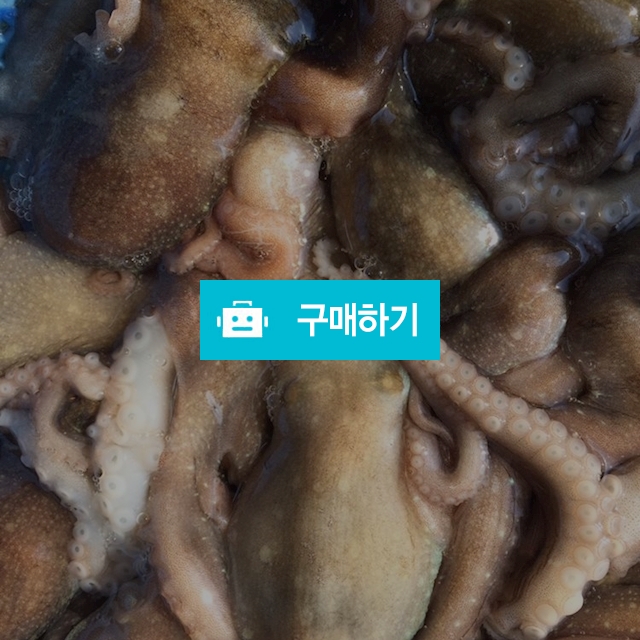 낙지 마리당 3000~10000 / 마량태민수산(중매인7번) / 디비디비 / 구매하기 / 특가할인