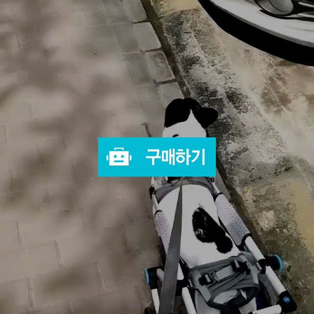 중형견 대형견용 2020년 신형 반려동물 재활훈련 보행기 훨체어 / 푸펫님의 스토어 / 디비디비 / 구매하기 / 특가할인