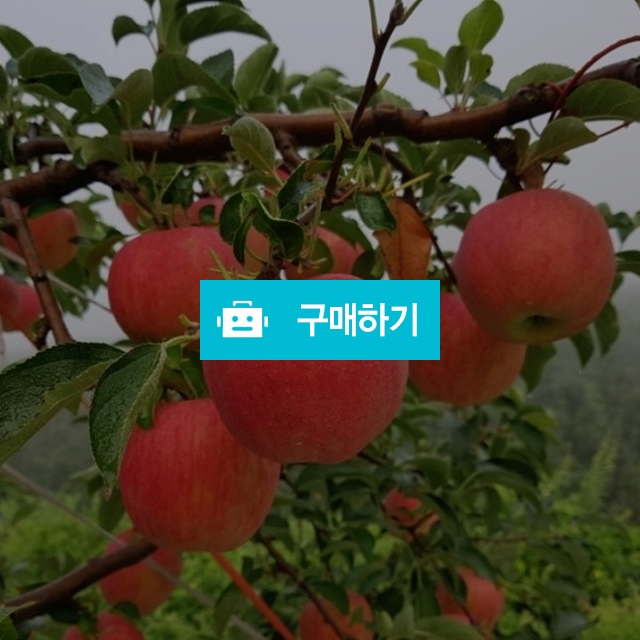 청송 홍로 사과  / Apple dream / 디비디비 / 구매하기 / 특가할인