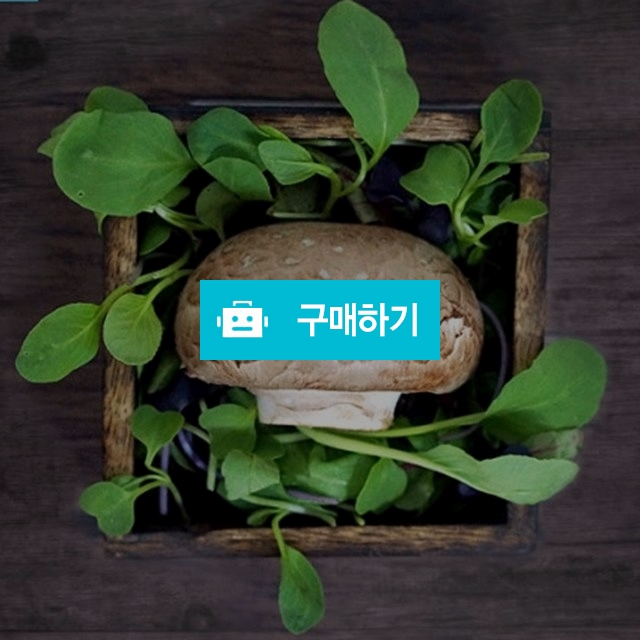 치악산 큰송이버섯(포타벨라) 1.4kg / 소담한식탁 / 디비디비 / 구매하기 / 특가할인