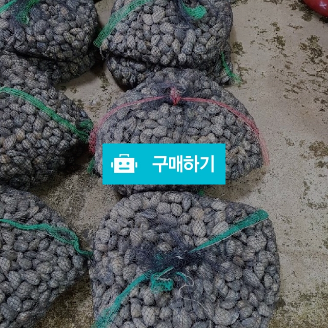바지락 kg당 6000~8000원 / 마량태민수산(중매인7번) / 디비디비 / 구매하기 / 특가할인