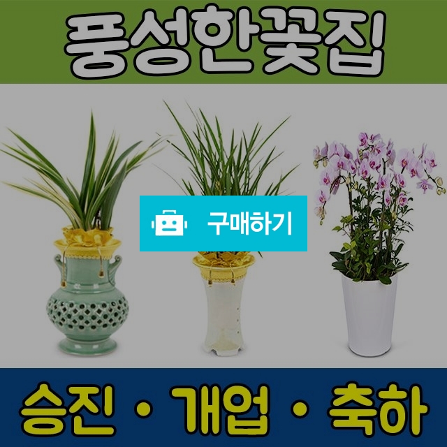 동양란 서양란 동양난 서양난 승진축하난 난배달 고급난 / 풍성한꽃집의 스토어 / 디비디비 / 구매하기 / 특가할인