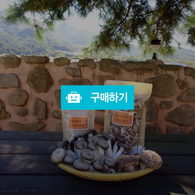 생느타리/생표고버섯 2kg 말린버섯/버섯가루 / 대티버섯농원님의 스토어 / 디비디비 / 구매하기 / 특가할인