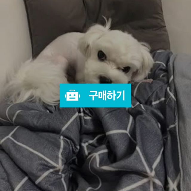 국내산)수제간식 오리날개 / 애견 잡화점 / 디비디비 / 구매하기 / 특가할인