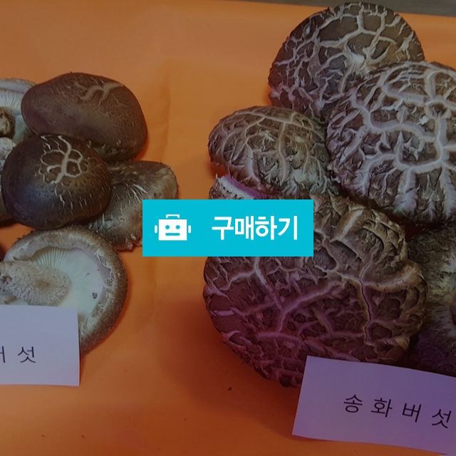 송화고버섯 / 지지않는달님의 스토어 / 디비디비 / 구매하기 / 특가할인