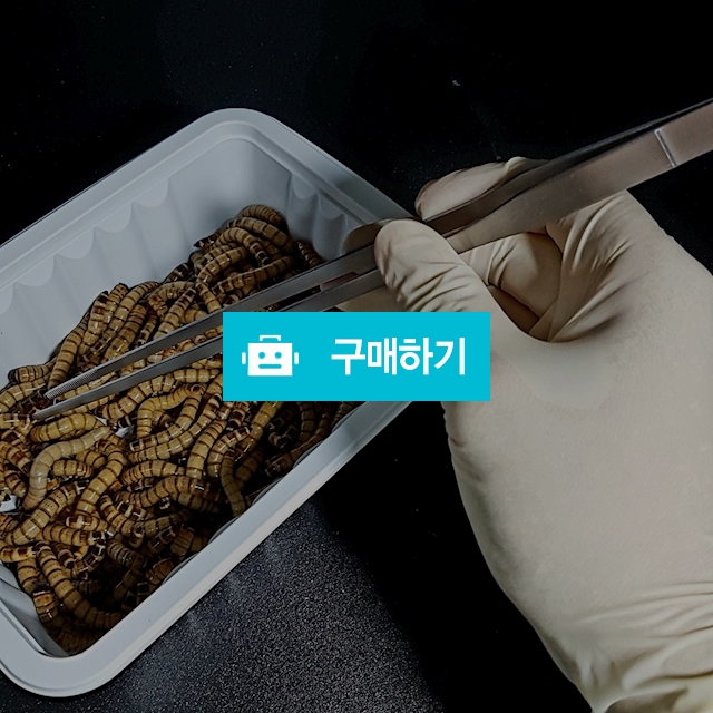 [nb밀웜] 밀웜 사육용품 모음 / nb밀웜곤충농장님의 스토어 / 디비디비 / 구매하기 / 특가할인