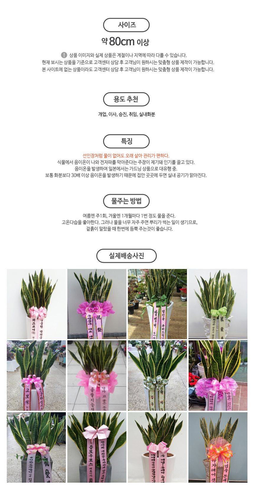 산세베리아 다육식물 관리쉬운화분 음이온화분 집들이선물 전국 꽃배달서비스, 63,000원, 젠틀맨꽃배달 [디비디비] 산세베리아 다육식물... 