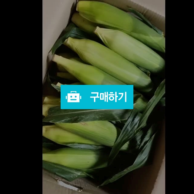 초당옥수수 특품 15cm이상 20개/10개 / 소담한식탁 / 디비디비 / 구매하기 / 특가할인
