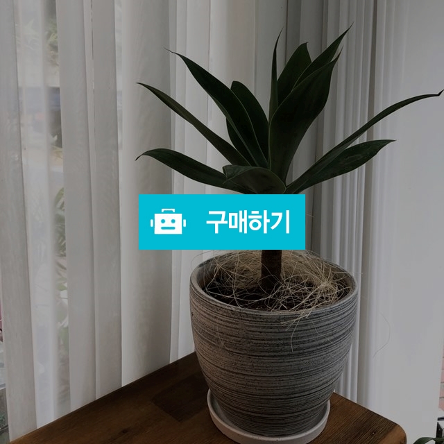 아가베 아테누아타 개업축하화분 / 더블유가든 / 디비디비 / 구매하기 / 특가할인