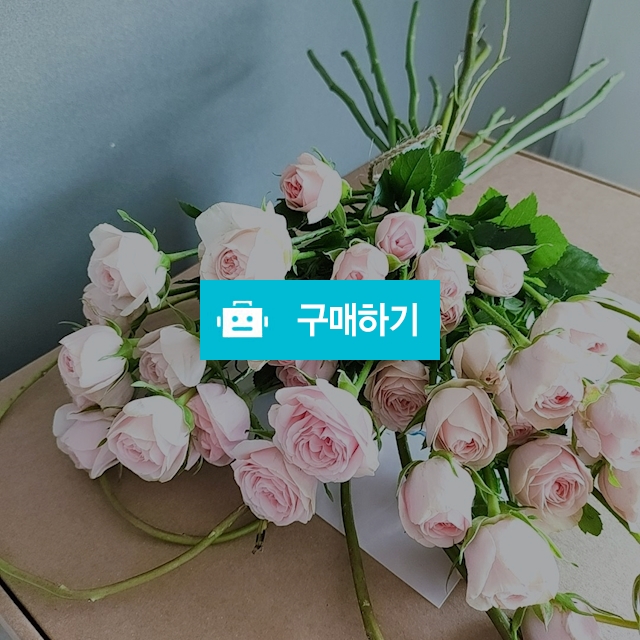 더빈스 자나장미 꽃다발 / 더빈스님의 스토어 / 디비디비 / 구매하기 / 특가할인