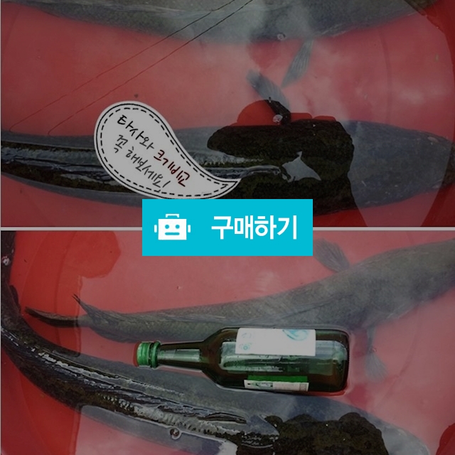 섬진강 자연산 가물치즙 120ml 60포 / 불로장생 / 디비디비 / 구매하기 / 특가할인