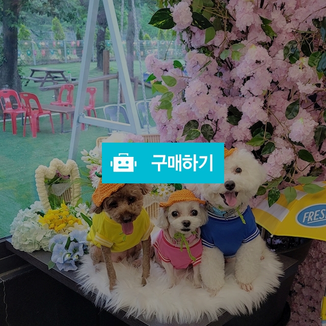 애견 뜨개 귤모자 / 딱이네점빵 / 디비디비 / 구매하기 / 특가할인