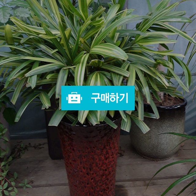 서황금 / 키스앤플라워님의 스토어 / 디비디비 / 구매하기 / 특가할인