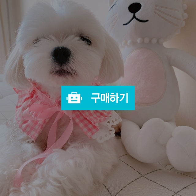 강아지케이프 / 미르펫샵 / 디비디비 / 구매하기 / 특가할인