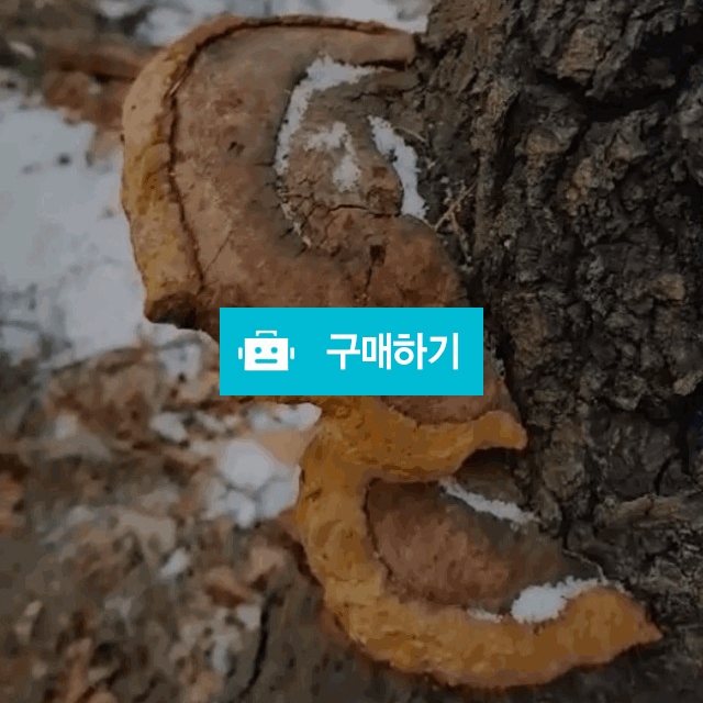 상황버섯 자연산 국내  국산 야생 국내산상황버섯 300 / 보스타임상황버섯님의 스토어 / 디비디비 / 구매하기 / 특가할인