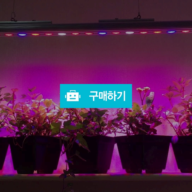 태양광 식물등 식물LED 테라 / 시에난님의 스토어 / 디비디비 / 구매하기 / 특가할인
