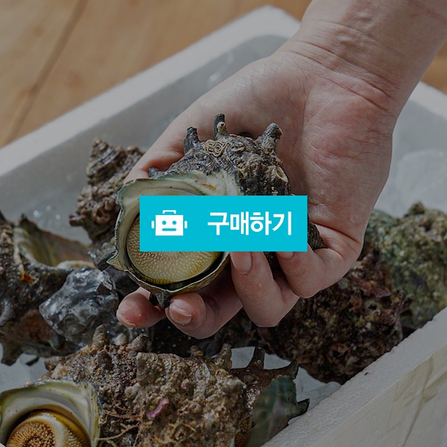 자연산 통영 뿔 소라 1kg(6-10미) / 미미의밥상 / 디비디비 / 구매하기 / 특가할인