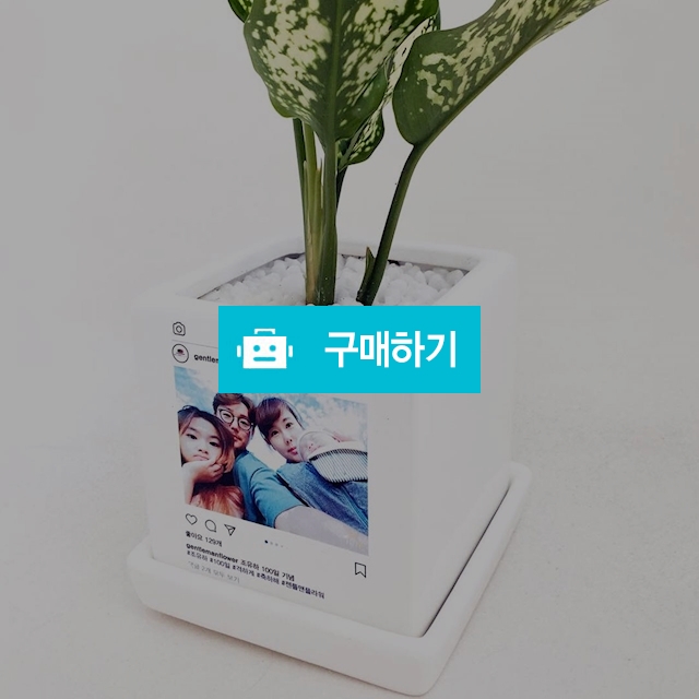 커스텀 인스타 포토 미니화분 / 미포님의 스토어 / 디비디비 / 구매하기 / 특가할인