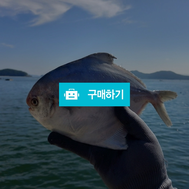 자연산 병어 병어회 구이용병어 / 미각부부 / 디비디비 / 구매하기 / 특가할인