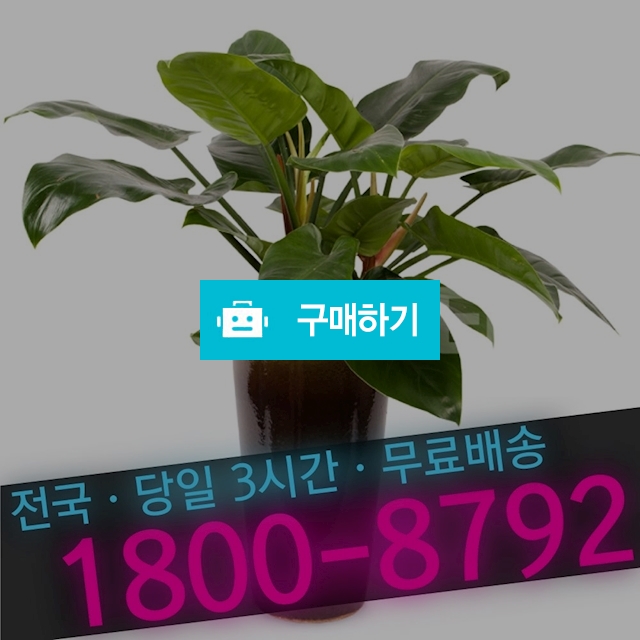 콩고 (관엽식물 식당 카페 개업화분 공기정화식물) / 엠플라워님의 스토어 / 디비디비 / 구매하기 / 특가할인