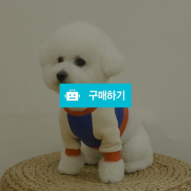 배색 크롭 강아지 맨투맨 _ 블루 / 퍼피온님의 스토어 / 디비디비 / 구매하기 / 특가할인