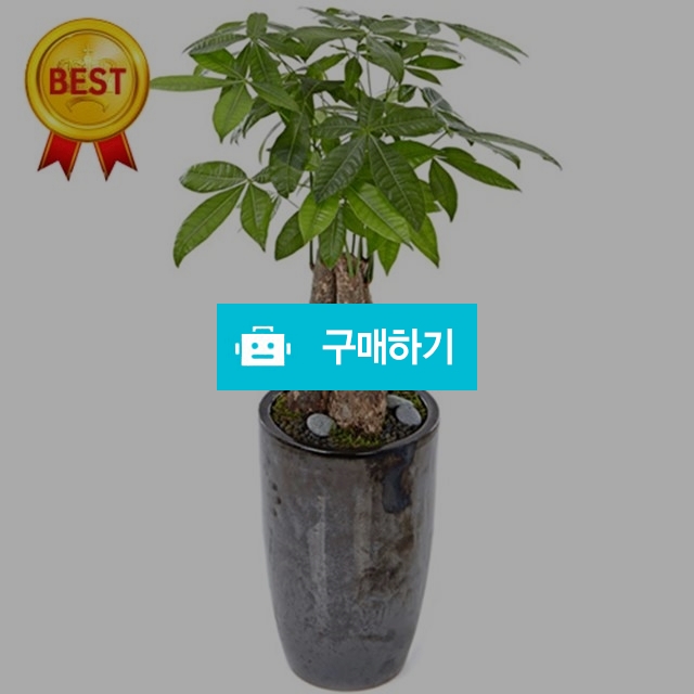 파키라 유해파차단 공기정화 인테리어 현관화분 모델하우스화분 전국 꽃배달 / 젠틀맨꽃배달 / 디비디비 / 구매하기 / 특가할인