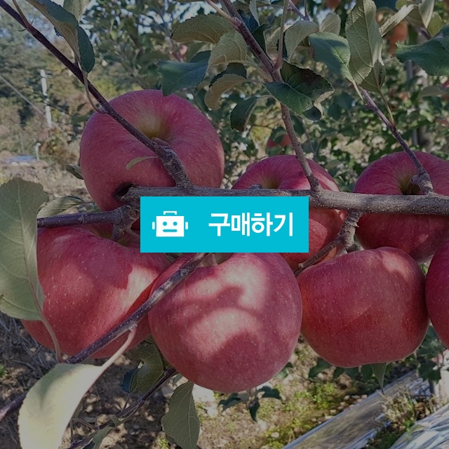 영주 부사 사과, 사과즙 / 봉구사과님의 스토어 / 디비디비 / 구매하기 / 특가할인