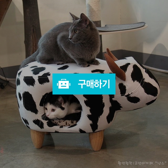 고양이숨숨집 펫모닝 젖소하우스 / 온리웰 / 디비디비 / 구매하기 / 특가할인