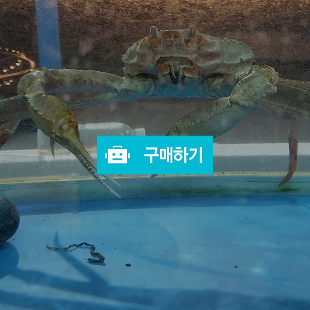 박달대게  / 라신812님의 스토어 / 디비디비 / 구매하기 / 특가할인