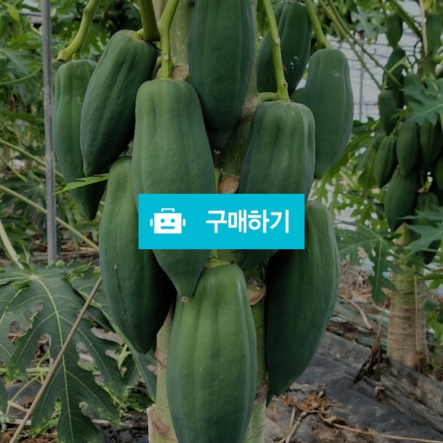 국내산 재배한 그린파파야  / 차씨네숍의 스토어 / 디비디비 / 구매하기 / 특가할인