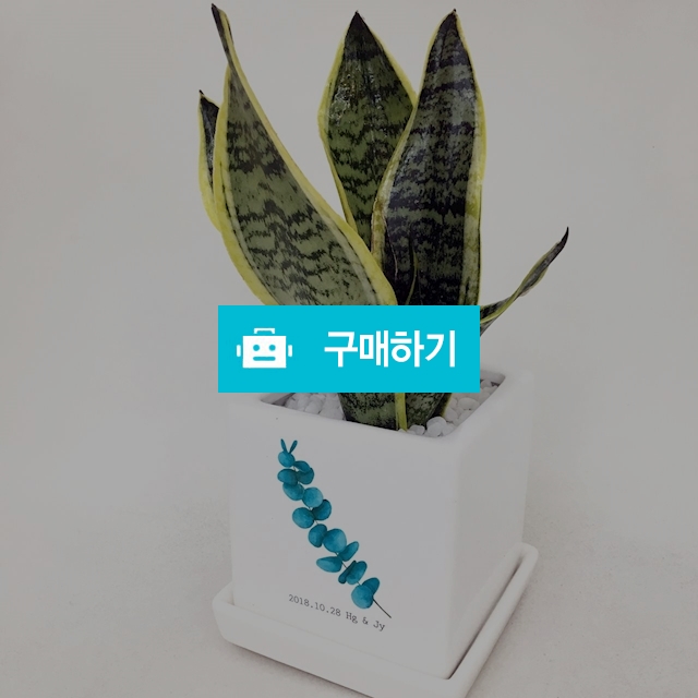 커스텀 인테리어 일러스트 미니화분 / 미포님의 스토어 / 디비디비 / 구매하기 / 특가할인